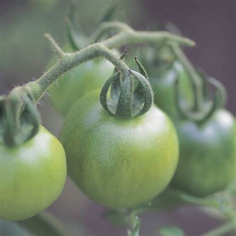 By katie garrity january 25, 2018. What Are the Benefits of Green Tomatoes? | Healthy Living