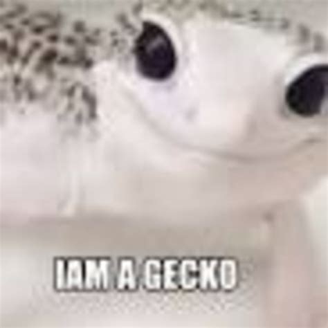 Kecko Der Gecko Image Gallery Sorted By Comments List View Know