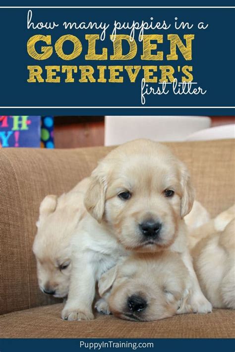 What is the golden retriever puppy collar size that is generally used as a measurement for a 8 to 10 week old puppy. What Will Be Our Golden Retriever's First Litter Size ...
