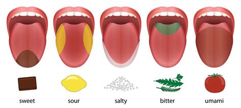Diagram Diagram Of Tongue Taste Mydiagramonline