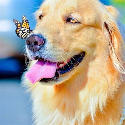 Butterfly On My Nose Dog Love Dog Nose Golden Dog