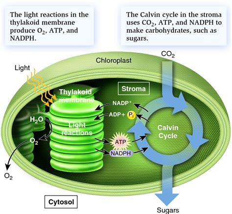 Plant cells photosynthesis occurs in the. Solved Photosynthesis and kreb cycle