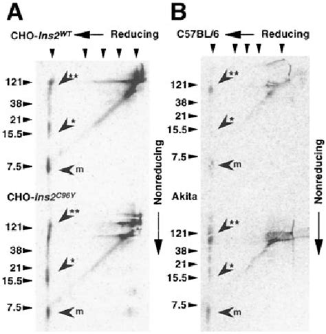 Figure 4 From Dominant Negative Pathogenesis By Mutant Proinsulin In