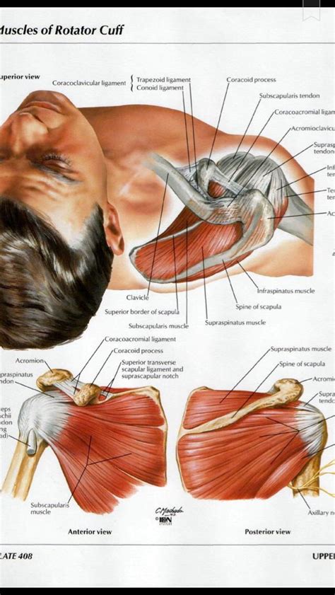 Shoulder Muscles Diagram Muscle Anatomy Shoulder Anatomy Human Body