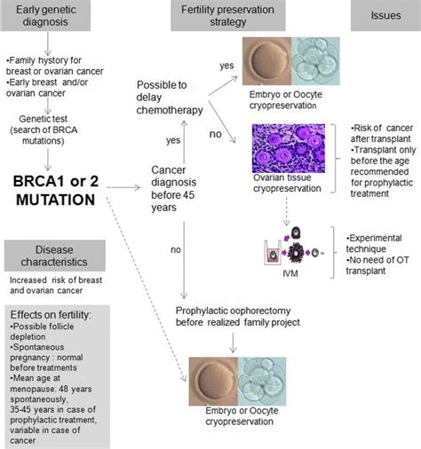 Fertility Preservation Strategy In Patients With Brca Genes Mutation