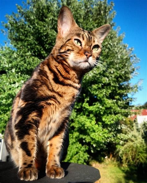 15 Brilliant Facts You Didnt Know About Bengal Cats Page 2 Of 3 Petpress