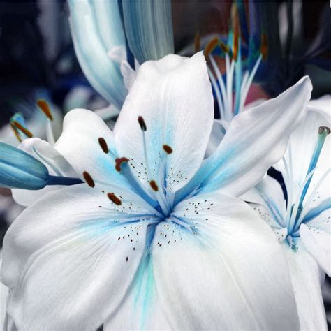 Specials Blue Heart Lily Plant Seeds Potted Bonsai Plant Lily Flower 50