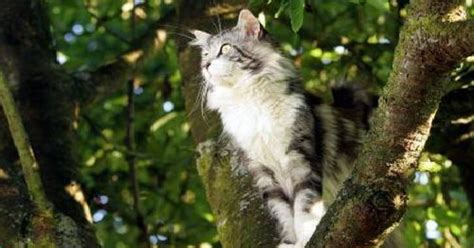 Chat Coincé Dans Un Arbre Qui Appeler - Le chat était coincé au sommet de l'arbre depuis 10 jours | Belgique