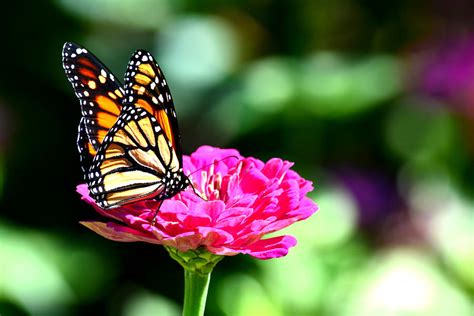Monarch Butterfly On Pink Flower Photograph By Reva Steenbergen