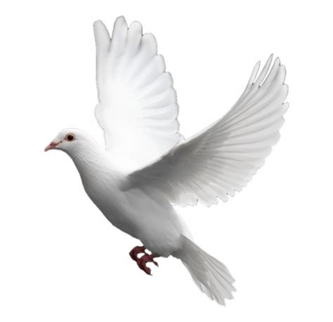 Free White Dove Transparent Background Download Free White Dove