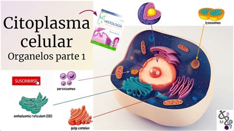 Citoplasma Celular 1 La Célula Y Sus Organelos Histología Ross