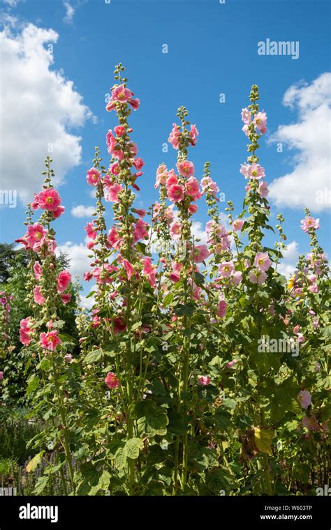 Tall Pink Flower Hi Res Stock Photography And Images Alamy