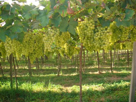Fotos Gratis árbol Uva Viñedo Fruta Comida Produce Agricultura