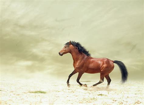 Horse Galloping 1 By Christiana Stawski