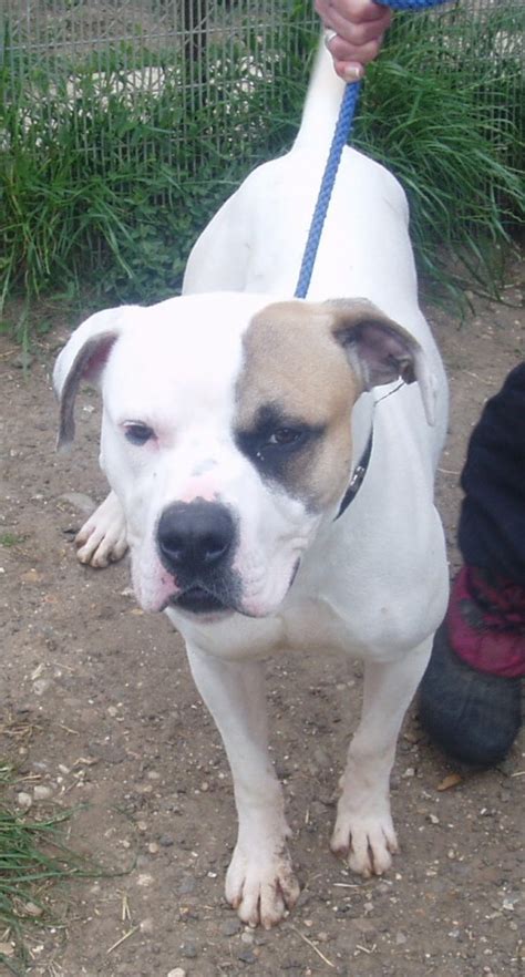 Cost varies check with your local municipality. Bruce - 2 year old male American Bulldog available for ...