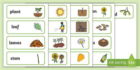 Plant Vocabulary Teacher Made Twinkl