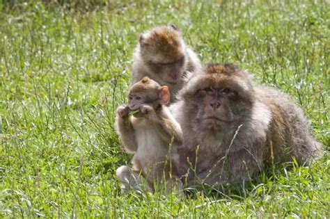 Barbary Macaque Facts Diet Habitat And Pictures On Animaliabio