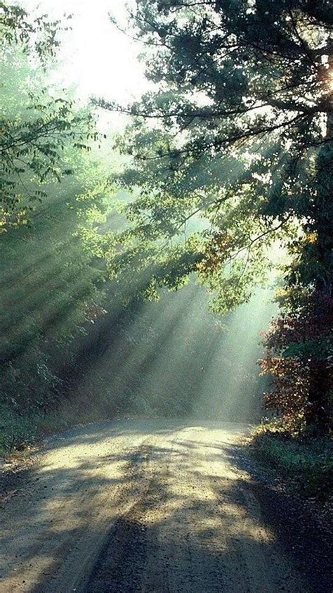 Nature Forest Sunlight Trees Road Iphone 8 Wallpapers Free Download
