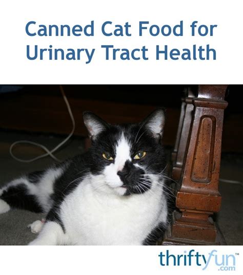 2 ﻿ that's because neither crystals nor bladder stones can form when minerals are sufficiently diluted. Canned Cat Food for Urinary Tract Health | ThriftyFun