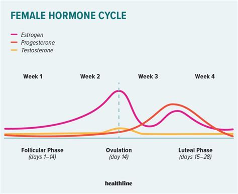 Nutrition Across The Menstrual Cycle Megan Kuikman Rd