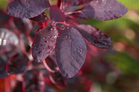 Check spelling or type a new query. Cotinus coggygria 'Royal Purple' Smoke Bush | Smoke tree ...