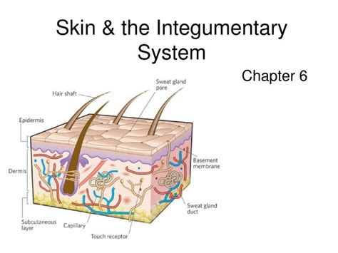 Ppt Chapter Lesson Integumentary System Powerpoint Presentation My