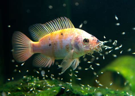 5 Tips For Caring For Baby Fish In Your Aquarium