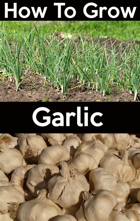 How To Plant And Grow Garlic Bulbs Growing Garlic Growing Vegetables