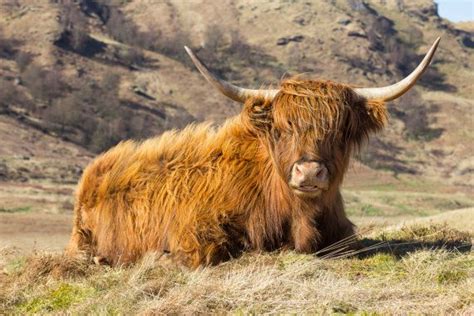 Scottish Heilan Coo Etsy Scottish Highland Cow Scottish Highland Cow