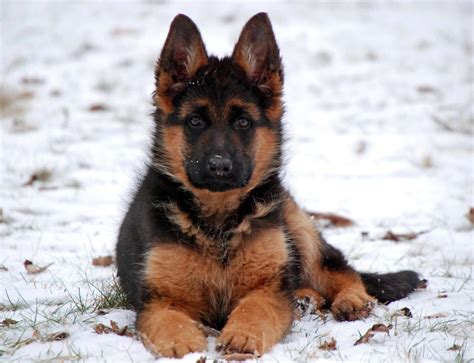 Beautiful Dog And Pose Gsd Puppies Cute Puppies Cute Dogs Beautiful
