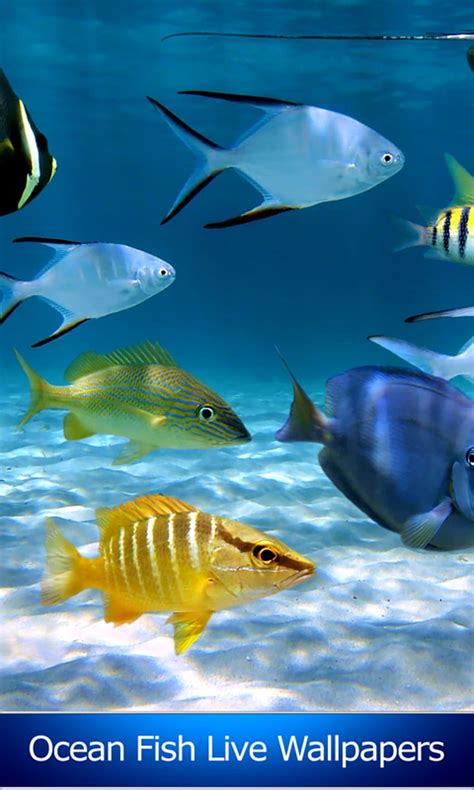 Ocean Fish Live Apk For Android Hd Phone Wallpaper Pxfuel