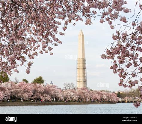 Cherry Blossoms And Washington Monument Stock Photo Alamy