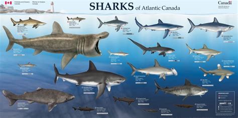 Dfo Sharks Southern Fried Science