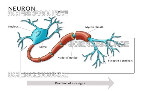 Motor Neuron Diagram Illustration Stock Image Science Source Images