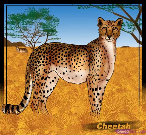 This step by step lesson progressively builds upon each previous step until you get. How to Draw a Cheetah, Step by Step, safari animals ...