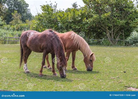 Two Brown Horses Grazing On A Sunny Day Stock Photo Image Of Horse