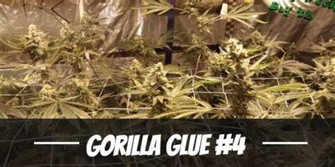Gorilla Glue 4 Cannabis Strain Review Aka Gg4 🦍