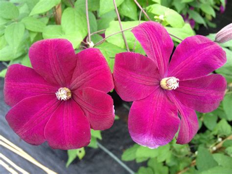 Clematis Rouge Cardinal Mature And Hardy 2 Year Old Plants