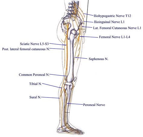 Nerves Of The Leg