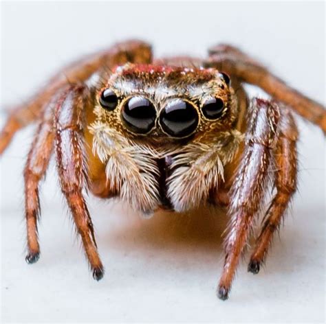 The Most Common Spiders Youll Find Lurking Around In Your Home In 2020