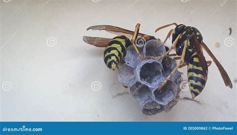Macro Wasp Insect Sitting On Small Nest And Building House To Start A