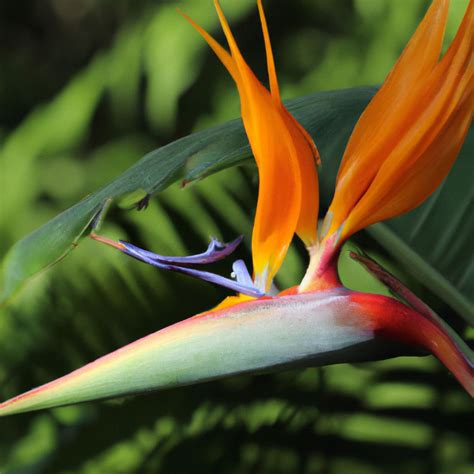 How Long Does A Bird Of Paradise Bloom Last Allotinabox
