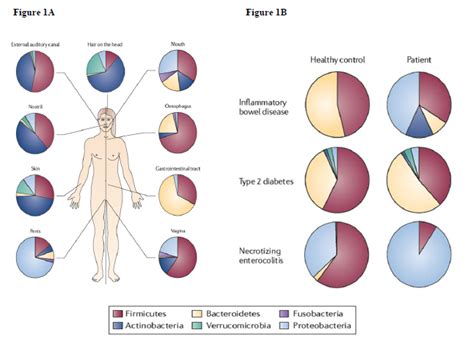 The Human Microbiome An Emerging Key Player In Health And Disease