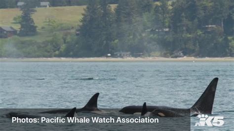 50 Biggs Orcas Spotted In Salish Sea