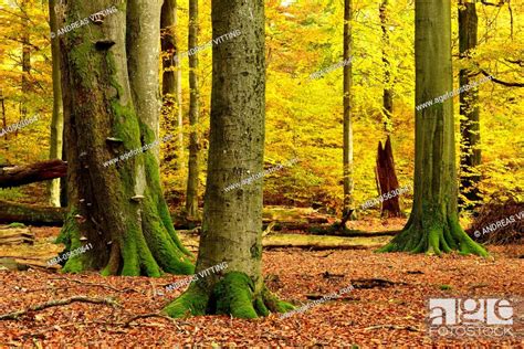 Nearly Natural Mixed Deciduous Forest With Old Oaks And Beeches In