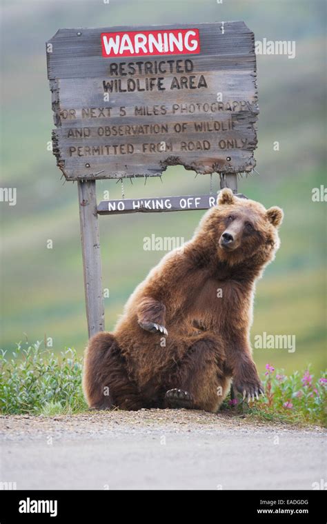 Grizzly Bear Scratches A Roadside Sign In Sable Pass Denali National