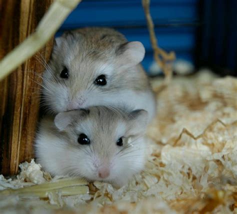 2 Roborovski Dwarf Hamsters In Caerphilly Gumtree
