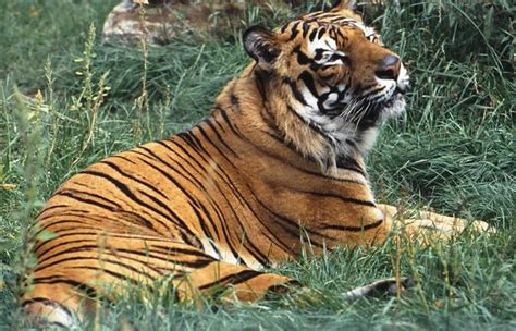 Us Strengthens Protections For Captive Tigers The Seattle Times