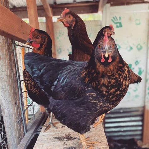 Black Star Chicken Appearance Temperament Eggs Raising Tips