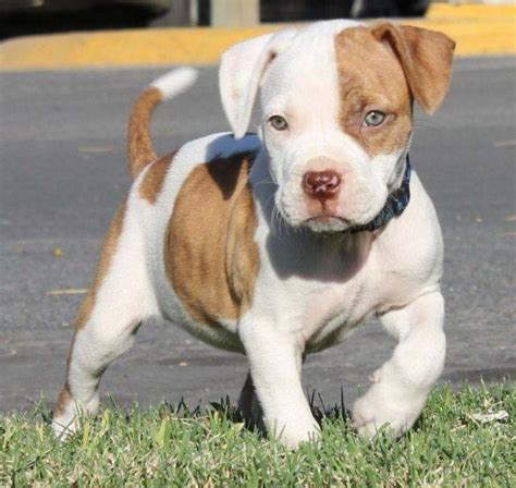 American Pitbull Terrier Puppies For Sale Photos All Recommendation